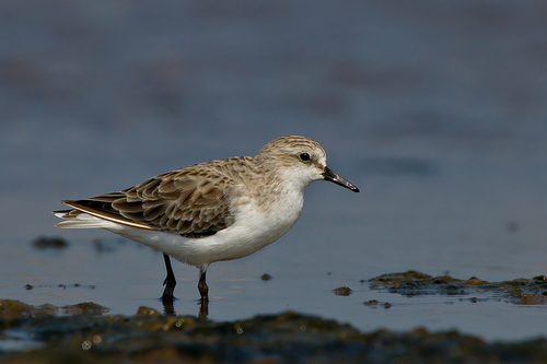 Red-necked Stint