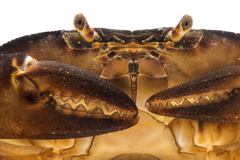 Hypolobocera ucayalensis