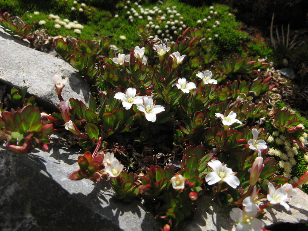 Epilobium rubromarginatum