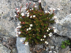 Epilobium rubro-marginatum