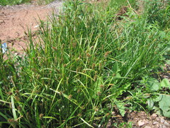 Media resource of Carex houghtoniana