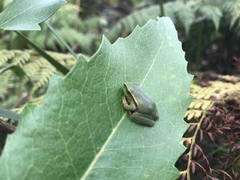 Ranoidea phyllochroa