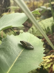 Ranoidea phyllochroa