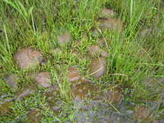 Lilaeopsis chinensis