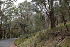 Acacia courtii