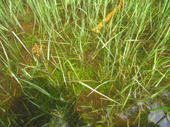 Lilaeopsis chinensis