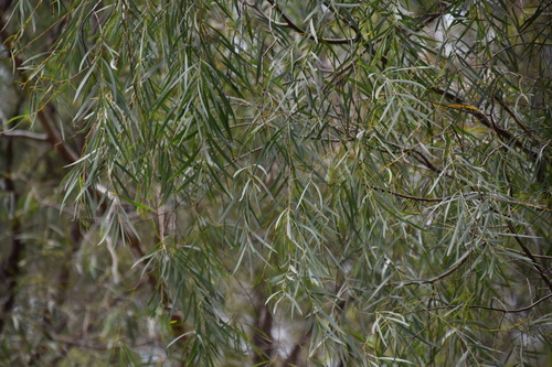 Image of Acacia courtii by (c) Thomas Mesaglio, some rights reserved (CC BY)