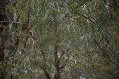 Acacia courtii