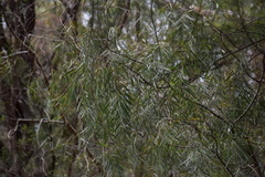 Acacia courtii
