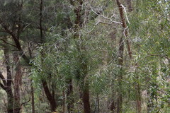 Acacia courtii