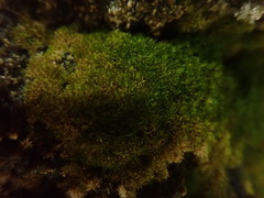 Eucladium verticillatum