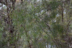 Acacia courtii