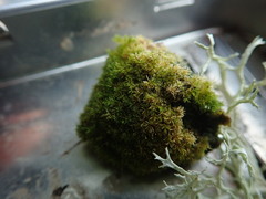 Eucladium verticillatum