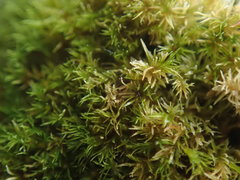 Eucladium verticillatum