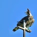 Crowned Eagles - Photo (c) Peter Vos, some rights reserved (CC BY-NC), uploaded by Peter Vos