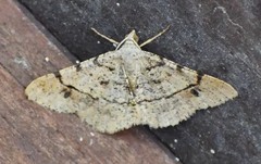 Frederickia flaviterminata