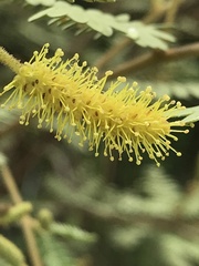 Mimosa