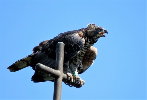 Crowned Eagle