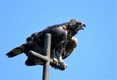 Crowned Eagle photo 5