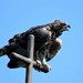 Crowned Eagle - Photo (c) Peter Vos, some rights reserved (CC BY-NC), uploaded by Peter Vos