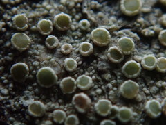 Lecanora pacifica