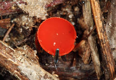 Sarcoscypha occidentalis