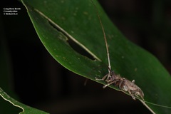 Acalolepta rusticatrix