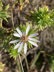 Olearia glutinosa