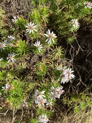 Olearia glutinosa