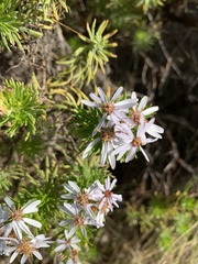 Olearia glutinosa