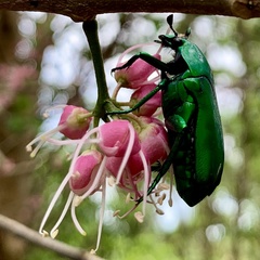 Ischiopsopha wallacei