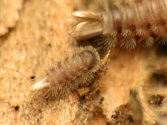 Polyxenus lagurus