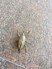 Cholus parallelogrammus