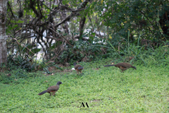 Ortalis ruficauda