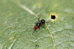 Camponotus lindigi