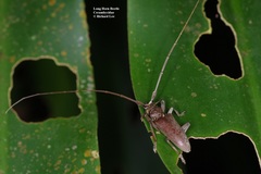 Acalolepta rusticatrix