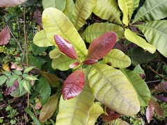 Anacardium occidentale