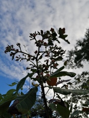 Anacardium occidentale