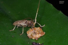 Acalolepta rusticatrix