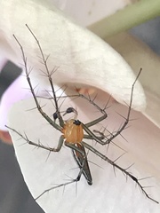 Oxyopes