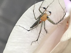 Oxyopes