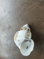 Heterogen japonica