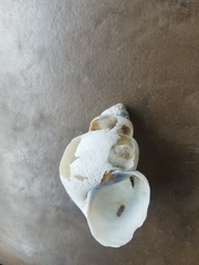 Heterogen japonica