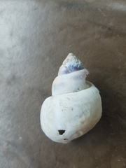 Heterogen japonica