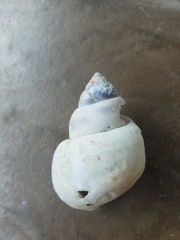 Heterogen japonica
