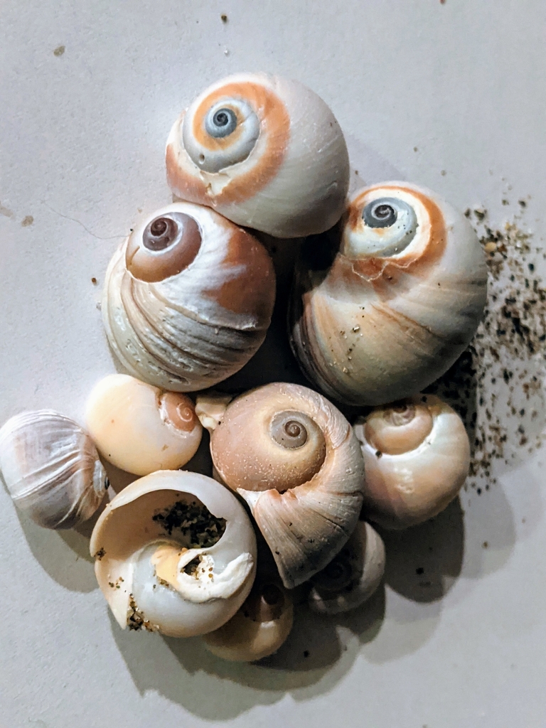 Recluz's Moon Snail