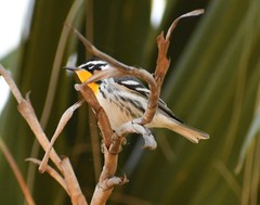 Setophaga dominica