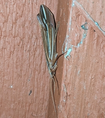 Psychoglypha bella