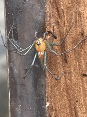 Oxyopes