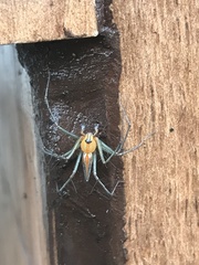 Oxyopes